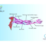 Gallery Fiverrarm 150x150