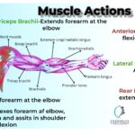 Gallery Shouldermusclesillustratedaction 150x150