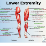 Gallery Lower Extremity Freepik 150x150